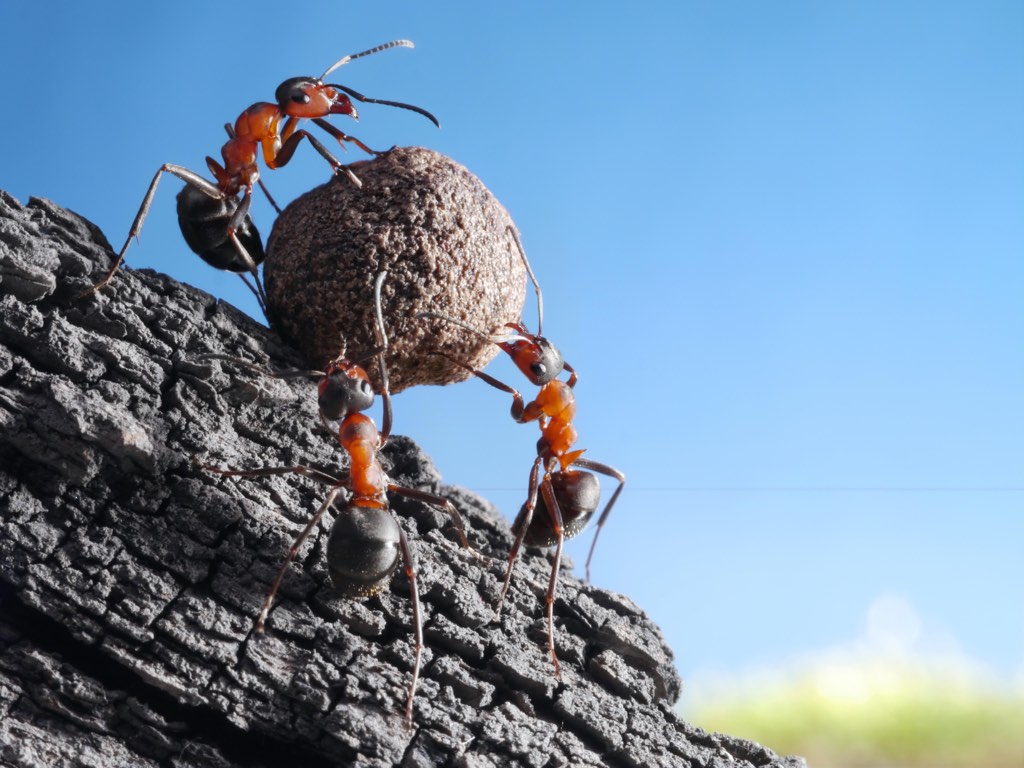 Ants struggling to move a ball of dung.